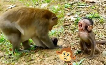 Baby monkey approaching older monkeys in Angkor Wat forest