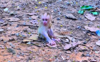 Mother monkey gently taking baby from another young monkey in forest