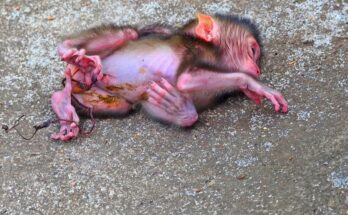 Why This Monkey Video Is Resonating With Wildlife Audiences